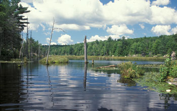 a lake surrounded by trees