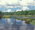 a lake surrounded by trees