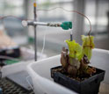 A northern pitcher plant with oxygen sensors inside a lab