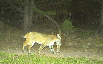 Photo of a bobcat with cottontail rabbit taken with a motion-activated camera.