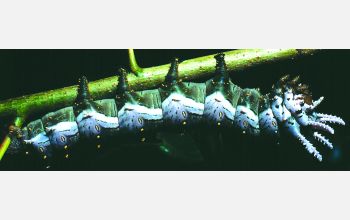 <em>Citheronia lobesis</em> (Saturniidae) caterpillar in last growth stage prior to pupa