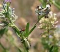 Melissa blue caterpillars in Idaho feed on alfalfa while being tended by beneficial ants.