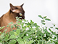 Researchers discover evolutionary origins of plant chemicals in catmint