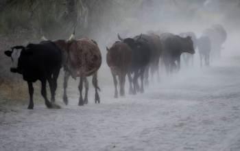 cattle on a road
