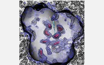 computer simulation of molecular oxygen accessibility in myoglobin