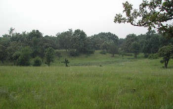 interspersed oaks and grasses