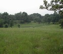 interspersed oaks and grasses