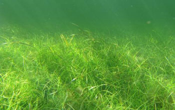 Everglades wetlands as seen under water