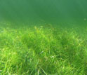 Everglades wetlands as seen under water