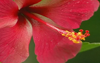 Close up of flower