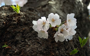 Flowering Yoshino cherry tree