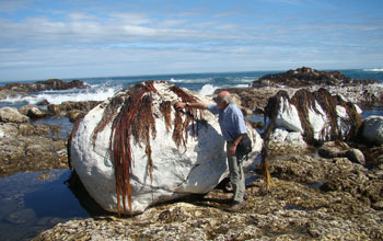 Photo of a rocky shore showing dead marine life after the 2010 Chile quake.