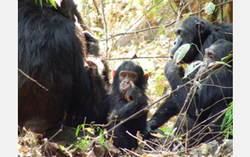 Photo of a baby chimp and adult chimps.