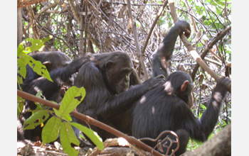 Photo of chimpanzees grooming each other.