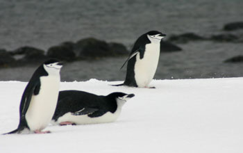 Chinstrap penguins