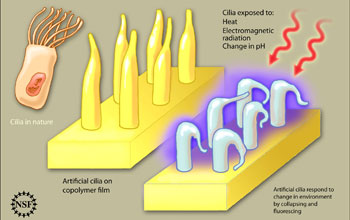 Newly developed artificial cilia respond to changes in heat, electromagnetic radiation and acidity