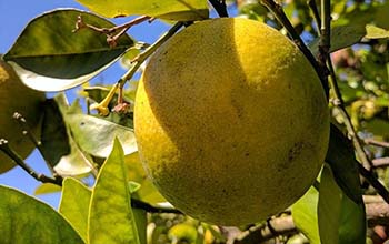 fruit on a tree