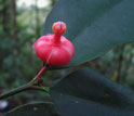 Close up of scarlet flower of Symphonia globulifera in the Amazon.