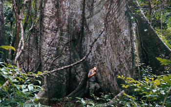 Close-up of a kapok tree in the Amazon.
