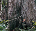 Close-up of a kapok tree in the Amazon.