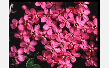 Photo of moss campion flowers.