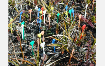 Photo of individual alpine bistort plants marked by multi-colored toothpicks.