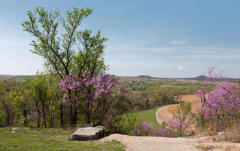 small trees and shrubs with lilac flowers.