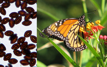 Collage showing a monarch butterfly and the parasite it can carry