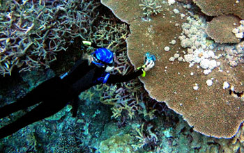 Biologist diving to study tumors on coral