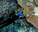 Biologist diving to study tumors on coral