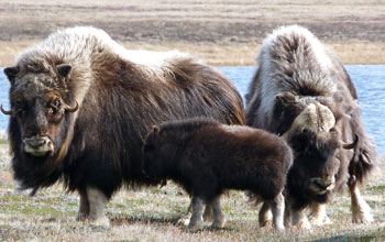 Muskoxen