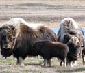 Muskoxen