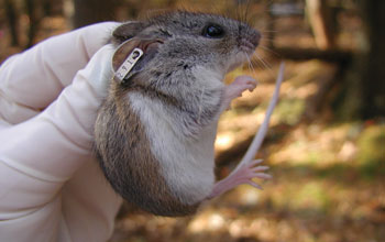 Tagged white-footed mouse
