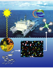 A conceptual view of a new pathway for methane production in the oceans.