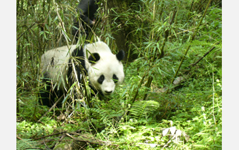 Photo of a panda in a bamboo forest.