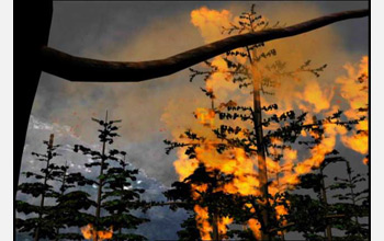 Photo of a forest fire.