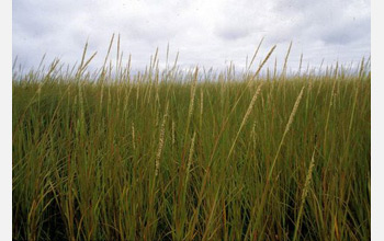 Photo of Spartina grass.
