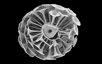 tiny algae called coccolithophores, this is Discosphaera tubifera