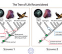 Illustration showing two possible scenarios how complex comb jellies evolved before simpler sponges.