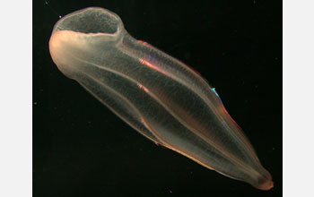 Photo of a comb jelly.