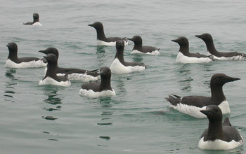 Common murres and other seabirds are at risk in domoic acid-producing Pseudo-nitzchia blooms.