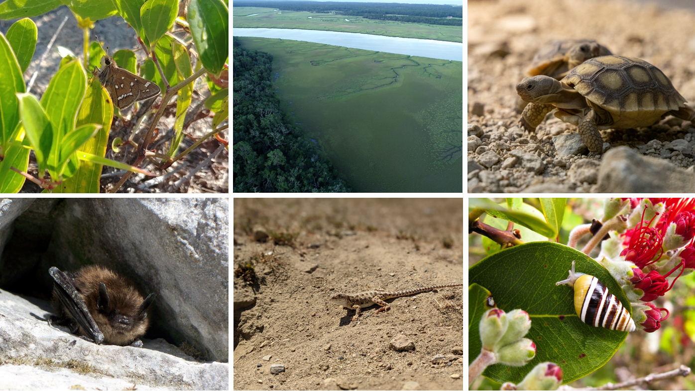 Six new projects, funded by a partnership between NSF and the Paul G. Allen Family Foundation. The images are of a crystal skipper butterfly, drone shot of a coastal ecosystem, a desert tortoise, a bat in a cave, a blunt-nosed lizard, and a land snail.
