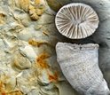 corals and other fossils.