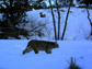 Photo of a bobcat making its way through snow in Colorado.