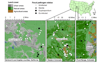 Map of the areas in California and Colorado where bobcats frequent were studied by scientists.