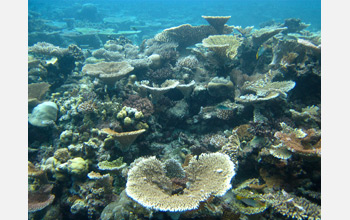 Photo of Patch reef in Truk lagoon, Micronesia.