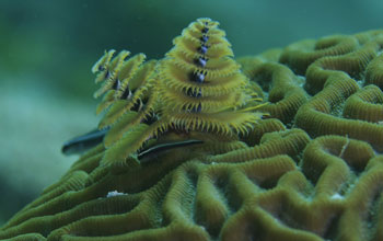 Denizens of the reefs near springs
