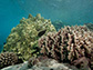 Genomic data 'catches corals in the act' of speciation and adaptation