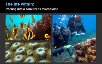 collage of images showing corals, divers