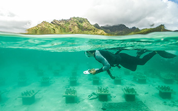 Researcher Cody Clements surveys rows of coral 